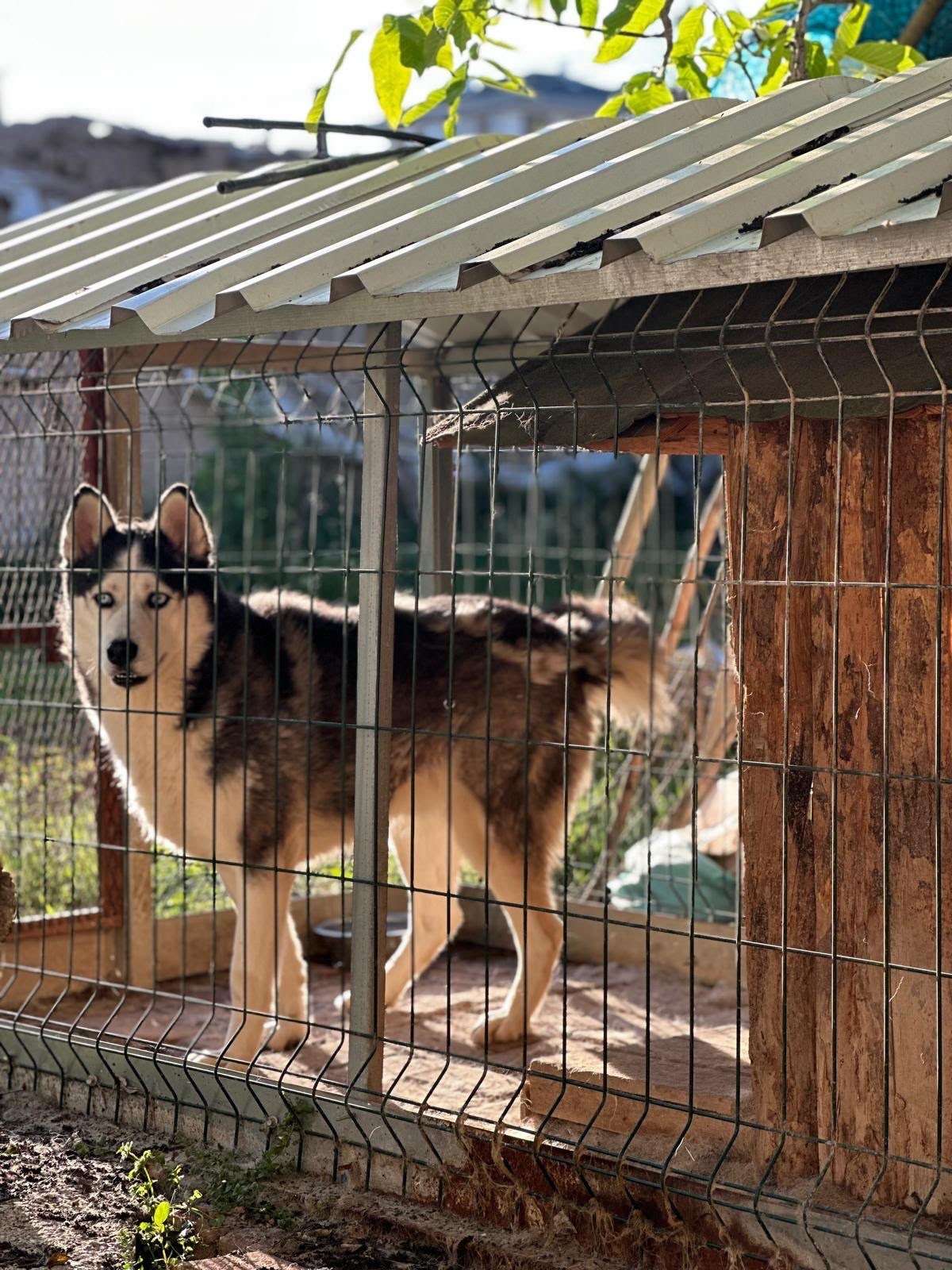 Konya kayıp husky sibirya kurdu