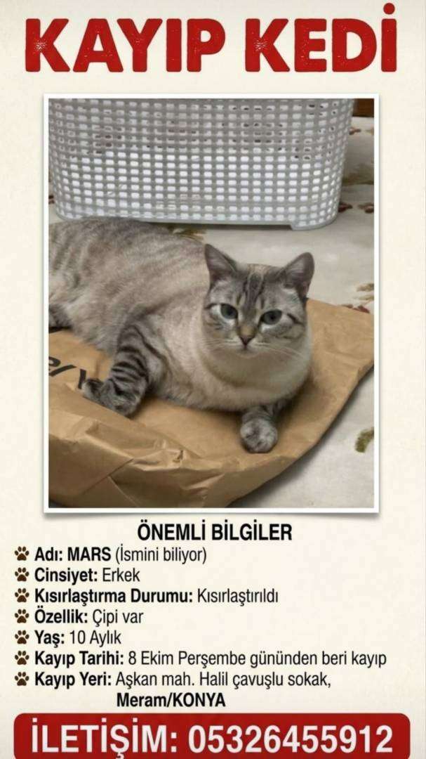 KAYIP KEDİ/KONYA BRİTİSH ÇİZGİLİ