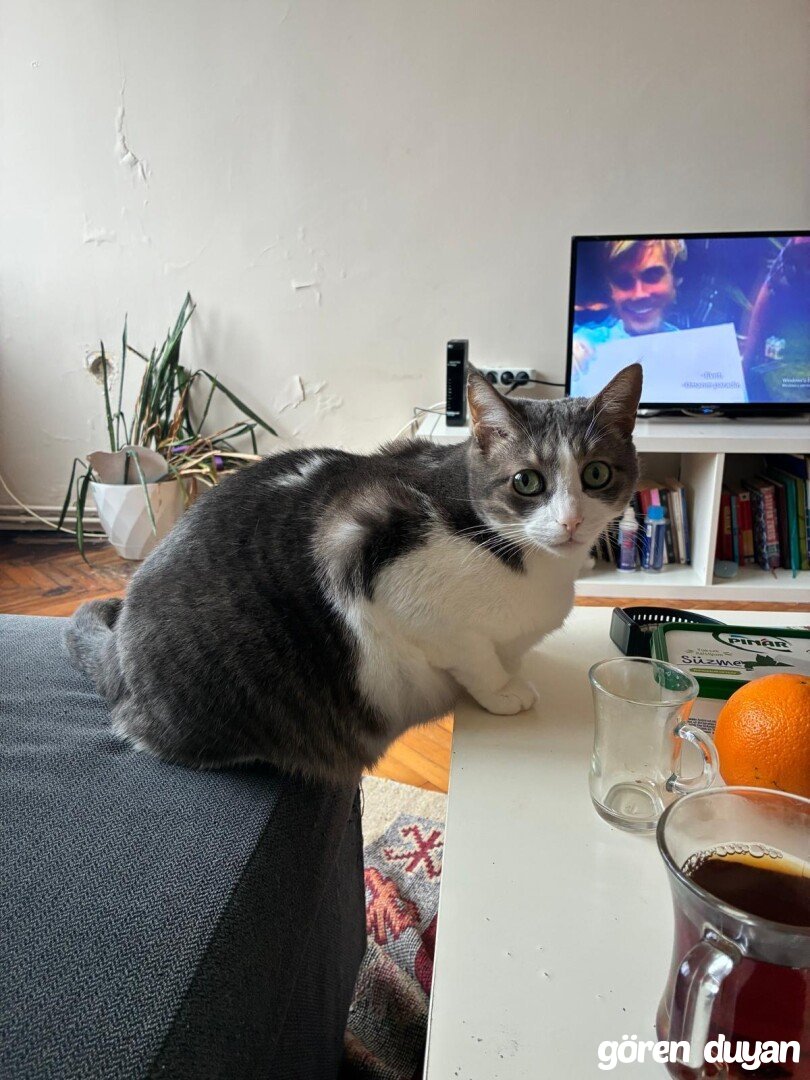 Kayıp Kedi - Üsküdar (Kısıklı)