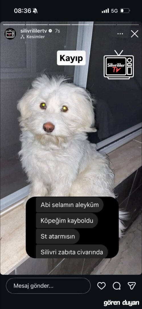 KAYIP KÖPEK SİLİVRİ