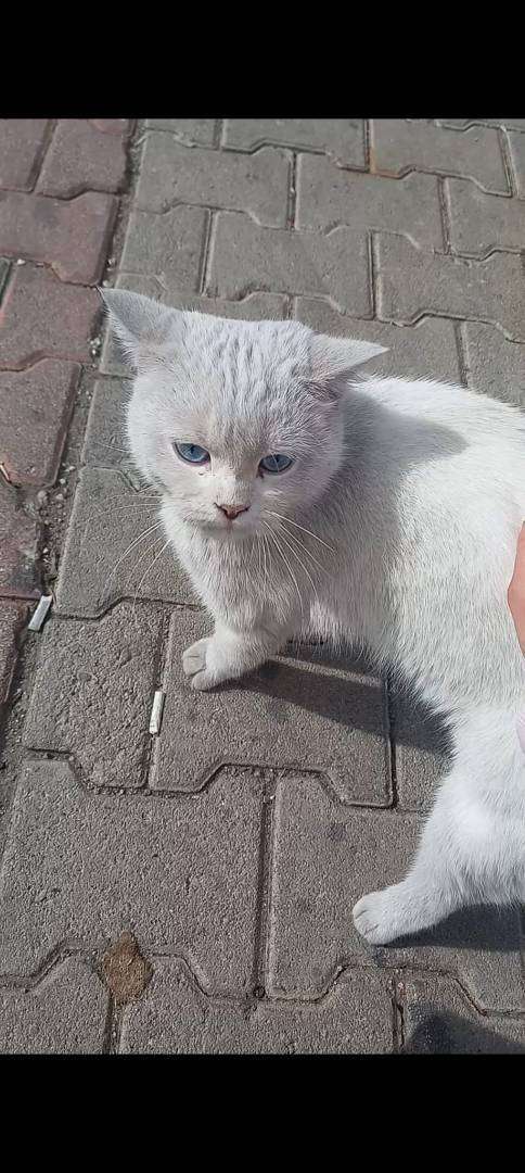 🐾 Afyonkarahisar Kayadibi'nde Görülen Beyaz, Mavi Gözlü Kedi 🤍 Kayıp Olabilir!