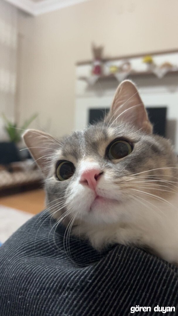 Kayıp Kedi  - Kocaeli/Körfez