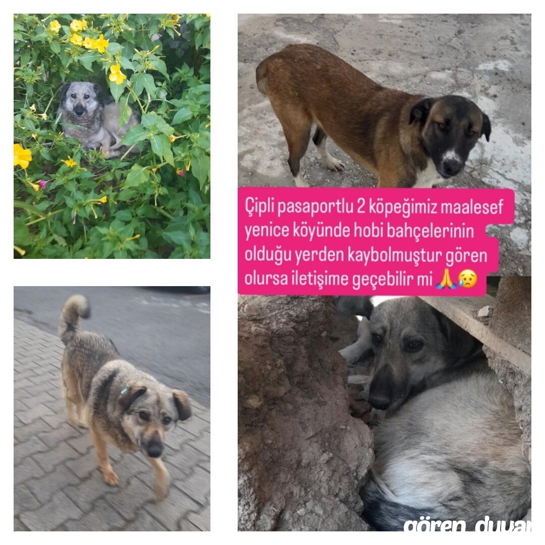 Kayıp 2 köpek kütahya yenice köyü