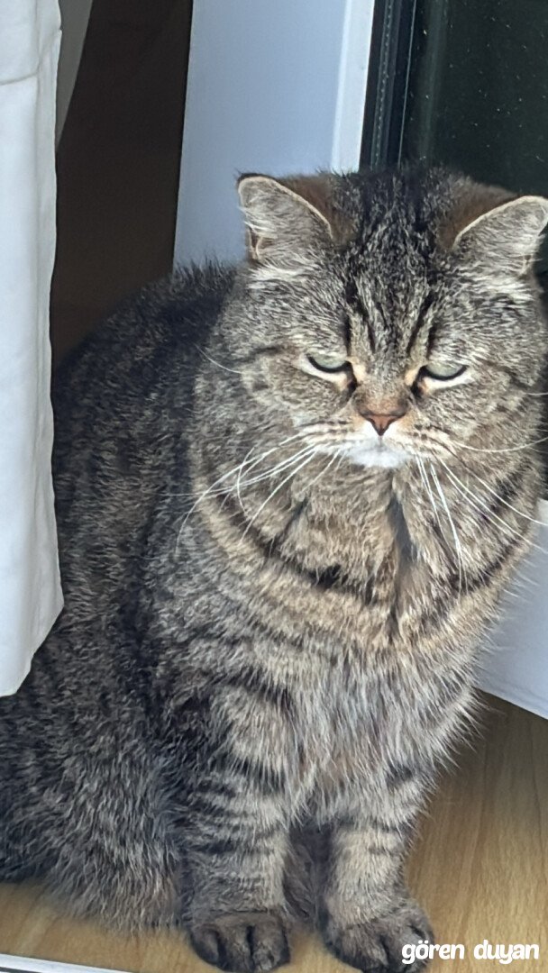 Kayıp Kedi (13.10.2026)