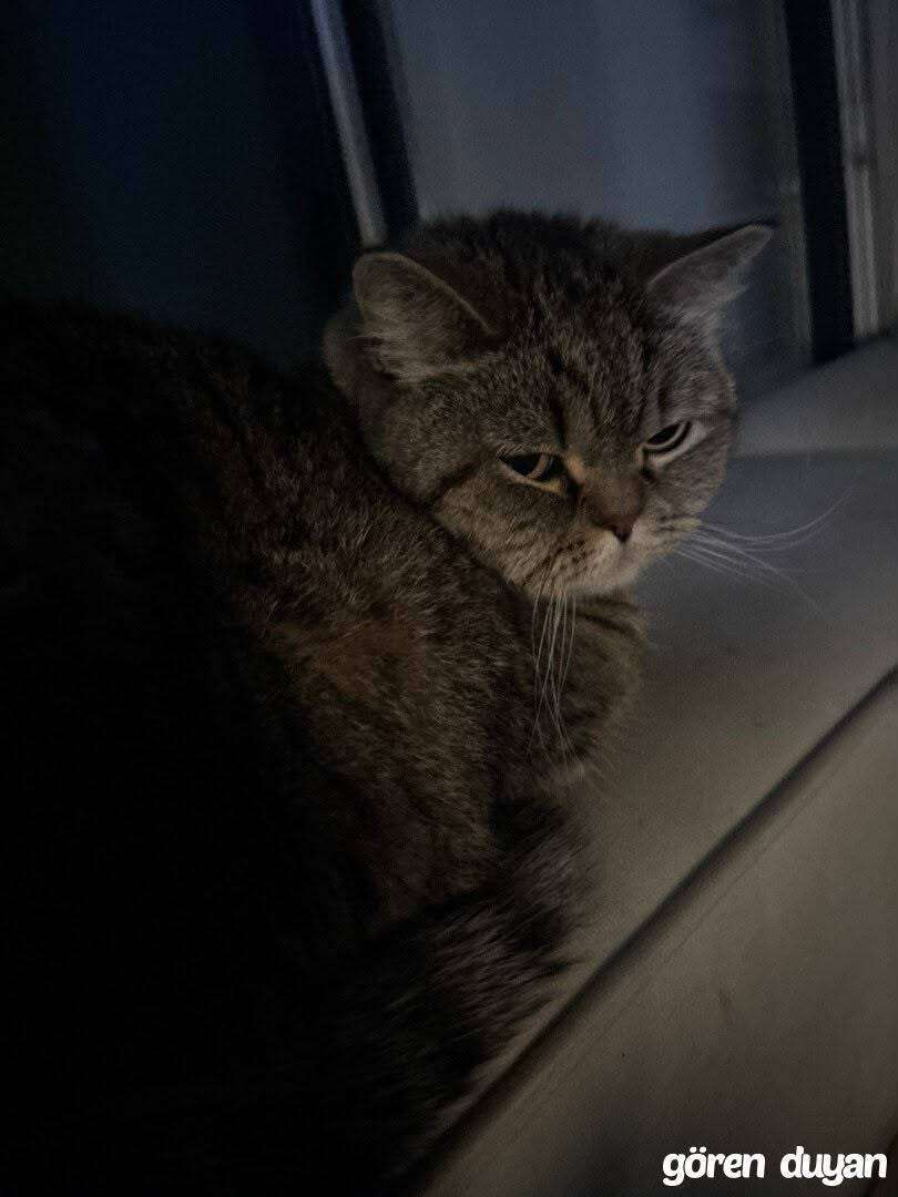 Kayıp kedi - Şapşik