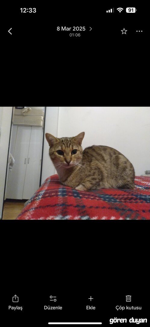 Kayıp Kedi-Esenyurt