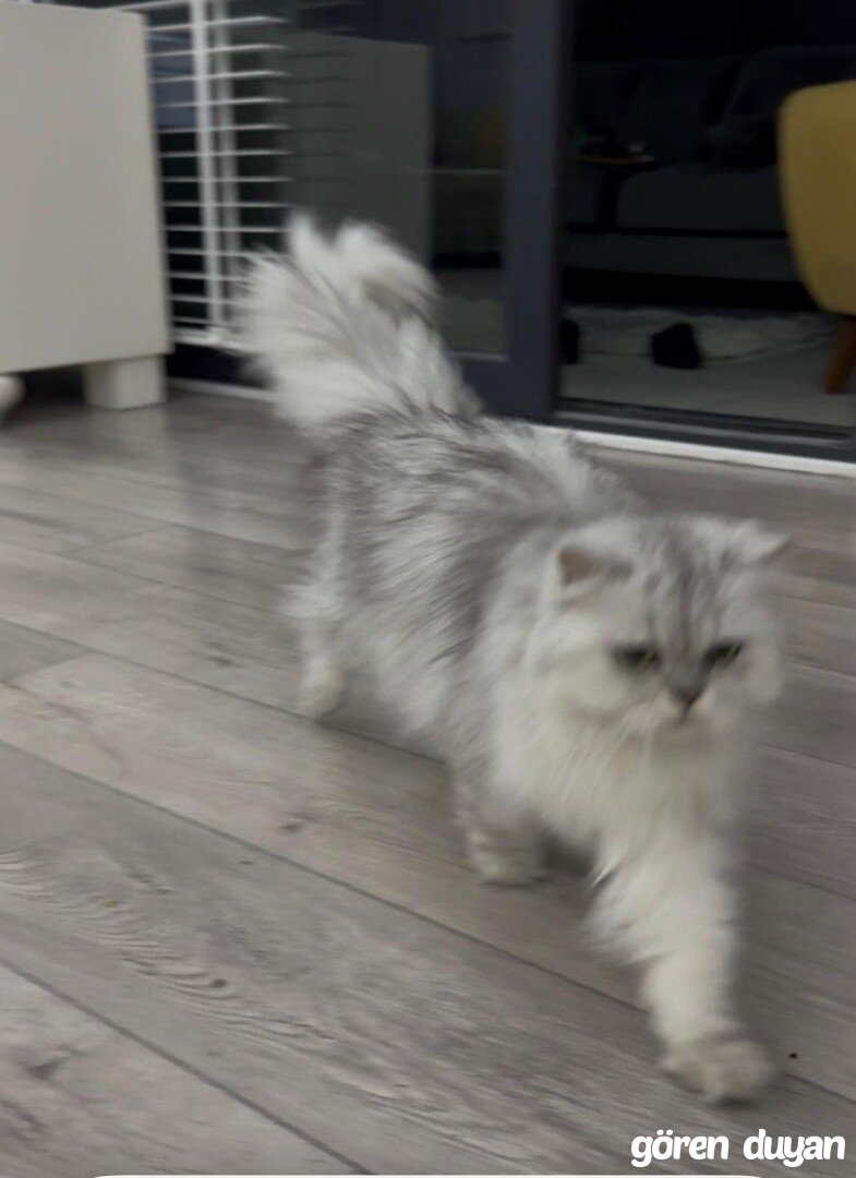 Kayıp kedi Çarşamba