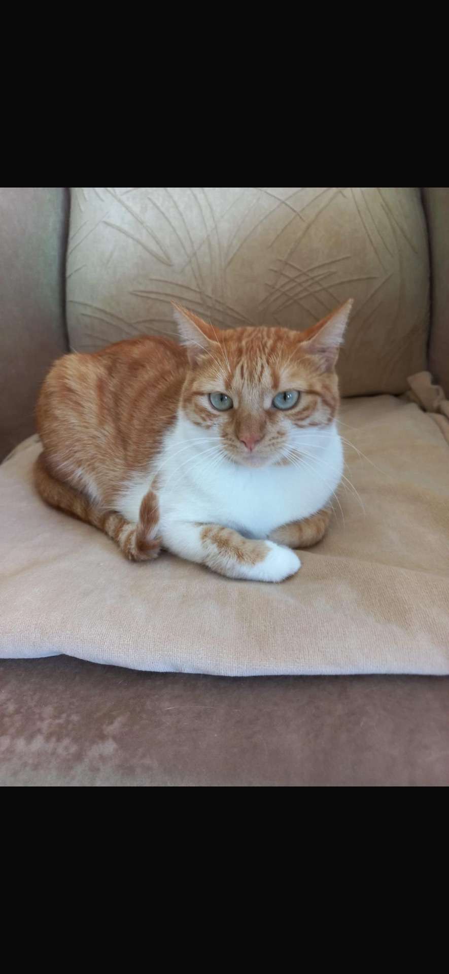 Kayıp Kedi Bursa Güzelyalı