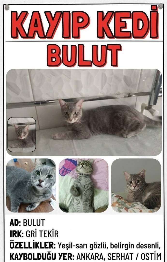 bulut kayıp