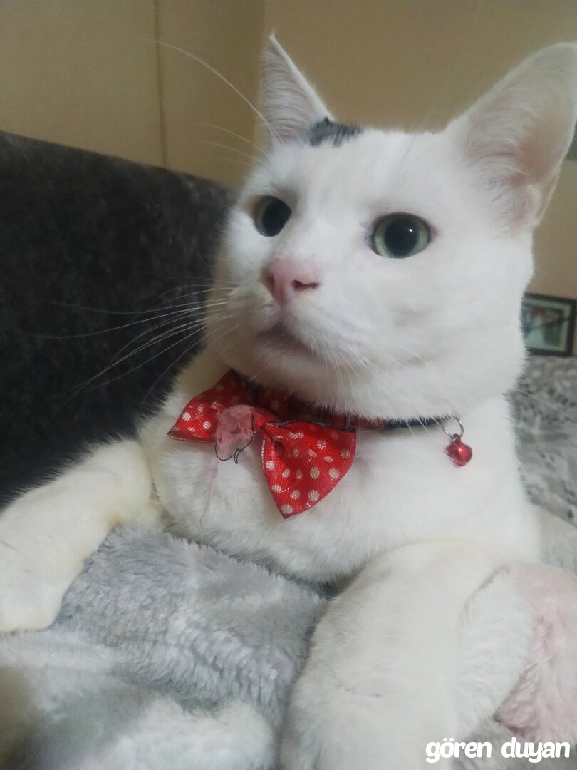Kayıp Kedi Leo (11.10.2026)