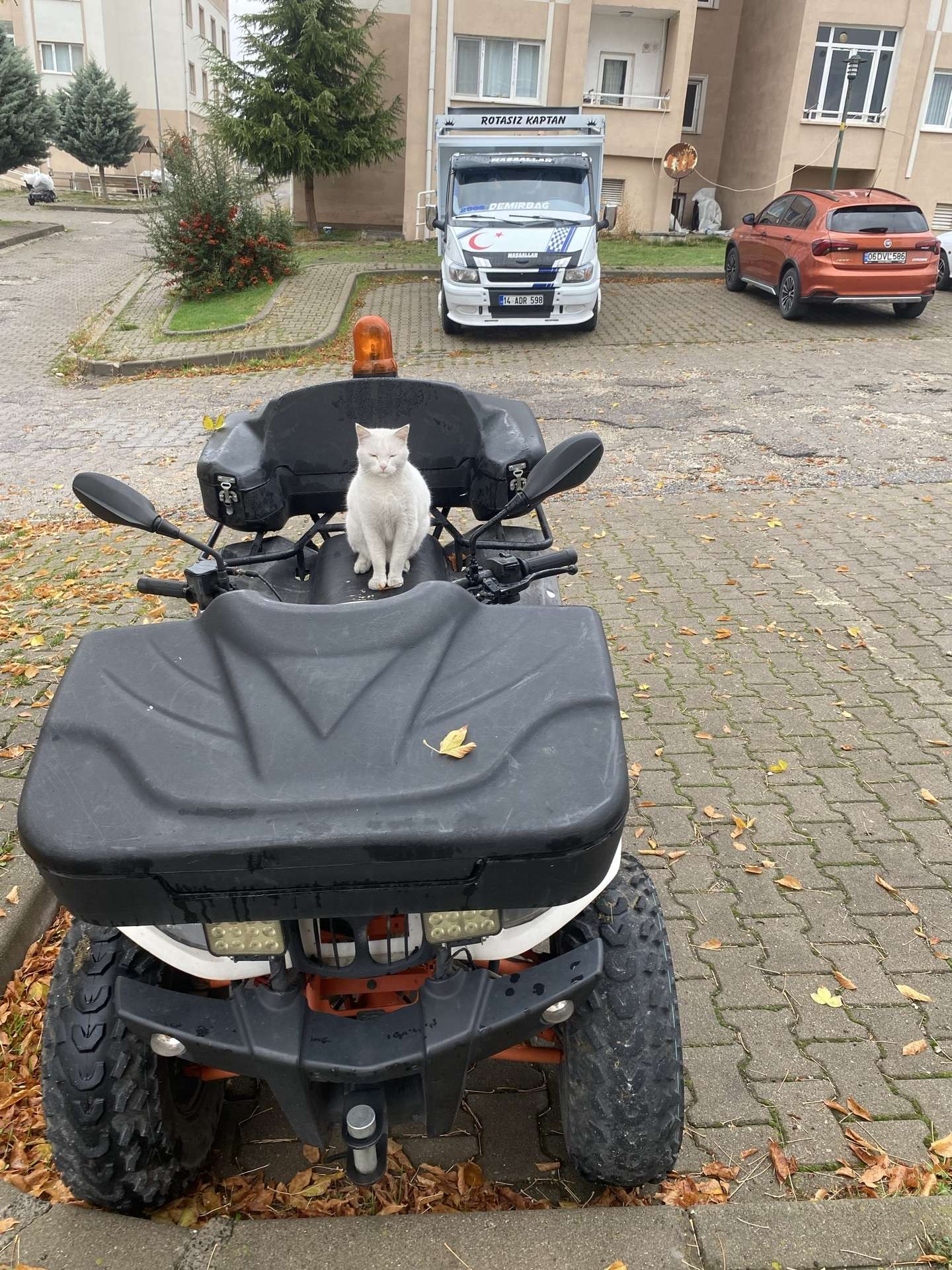 Kayıp kedi pamuk