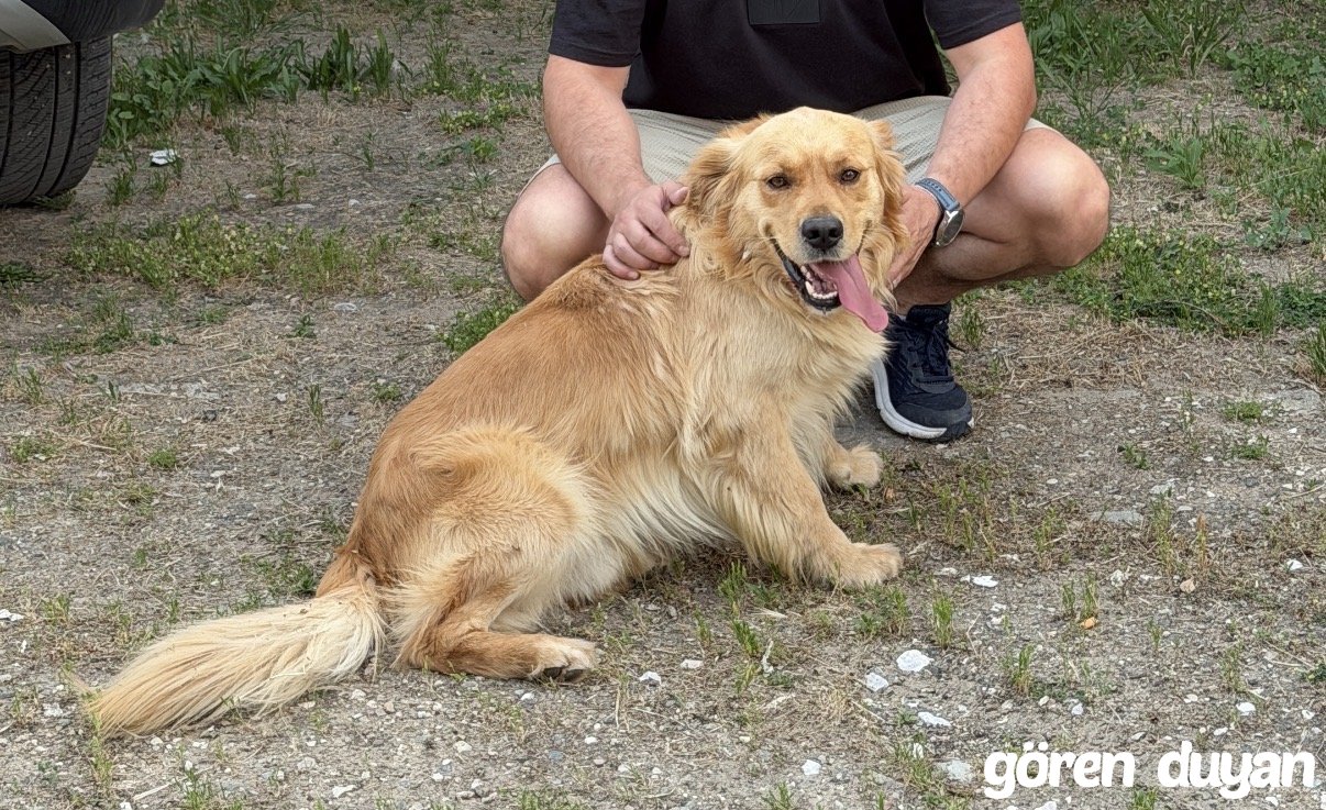 Kayıp Golden  Sakarya