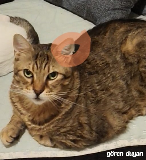 Kayıp Kedi Sancaktepe