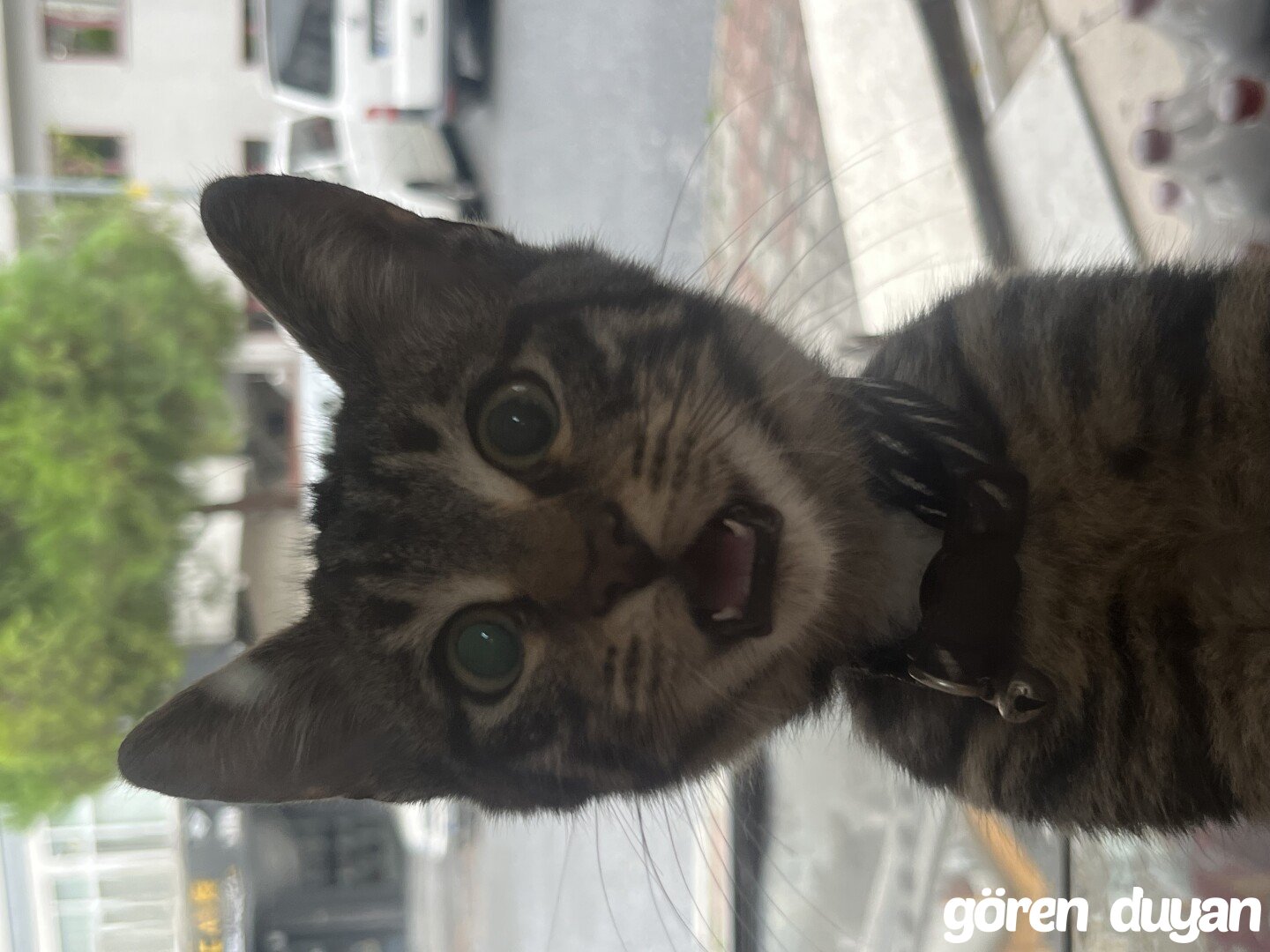 Sahibi Aranıyor: Kedi (15.10.2026)