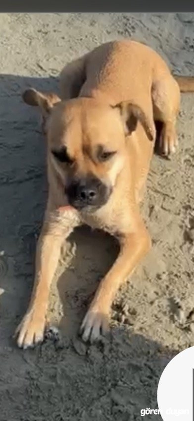kayıp köpek