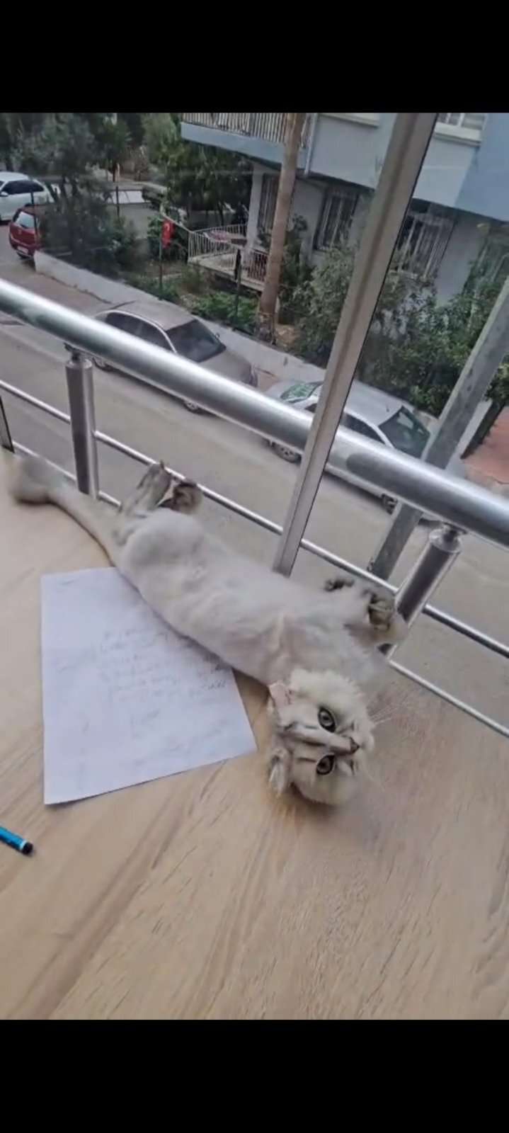 Kayıp Kedi (15.10.2026)