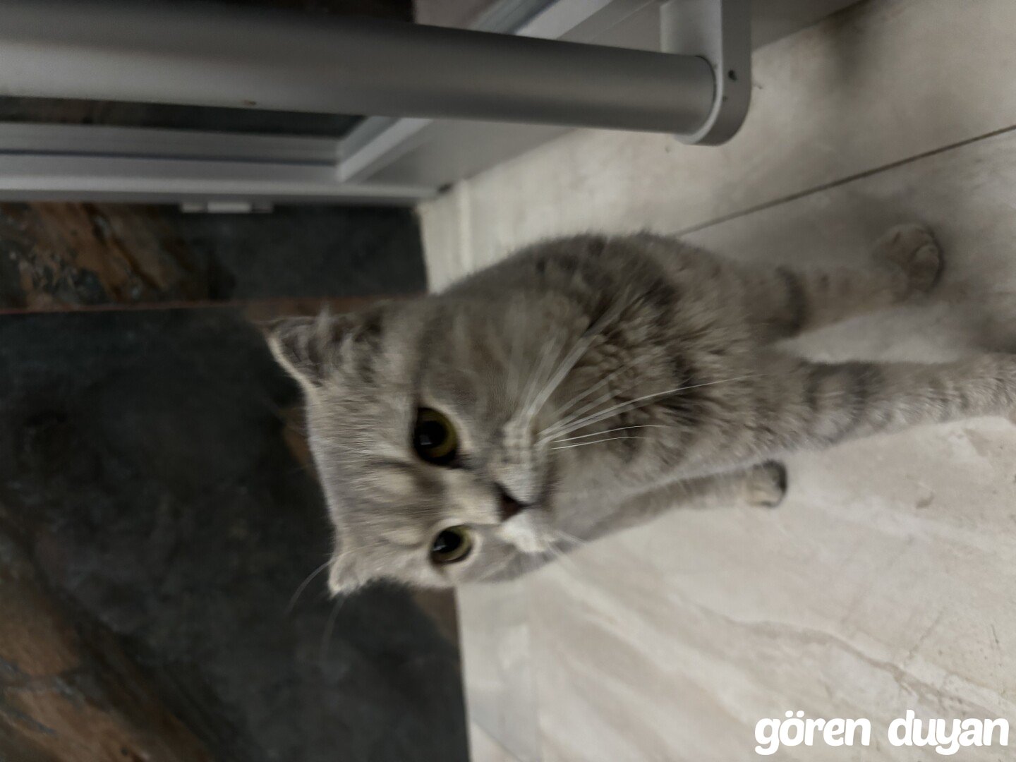 Sahibi Aranıyor: Kedi (15.10.2026)