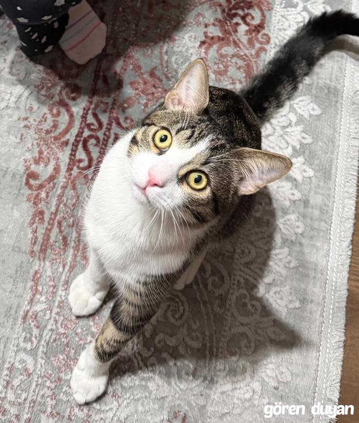 Kayıp Kedi-köpek Güzeltepe