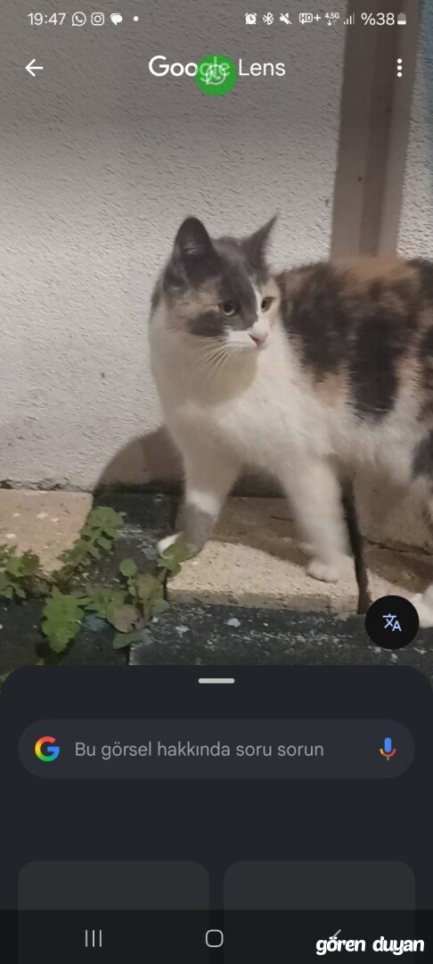 Kayip kedi-Kocaeli-Yuvam civari
