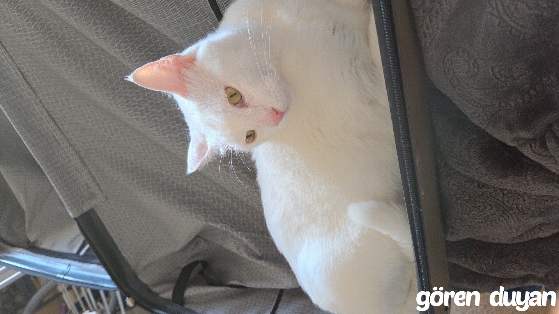 Kayıp kedi pendik