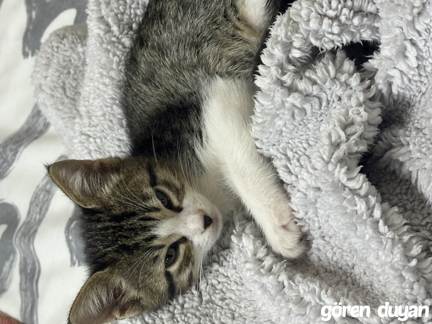 Kayıp Kedi (16.10.2026)