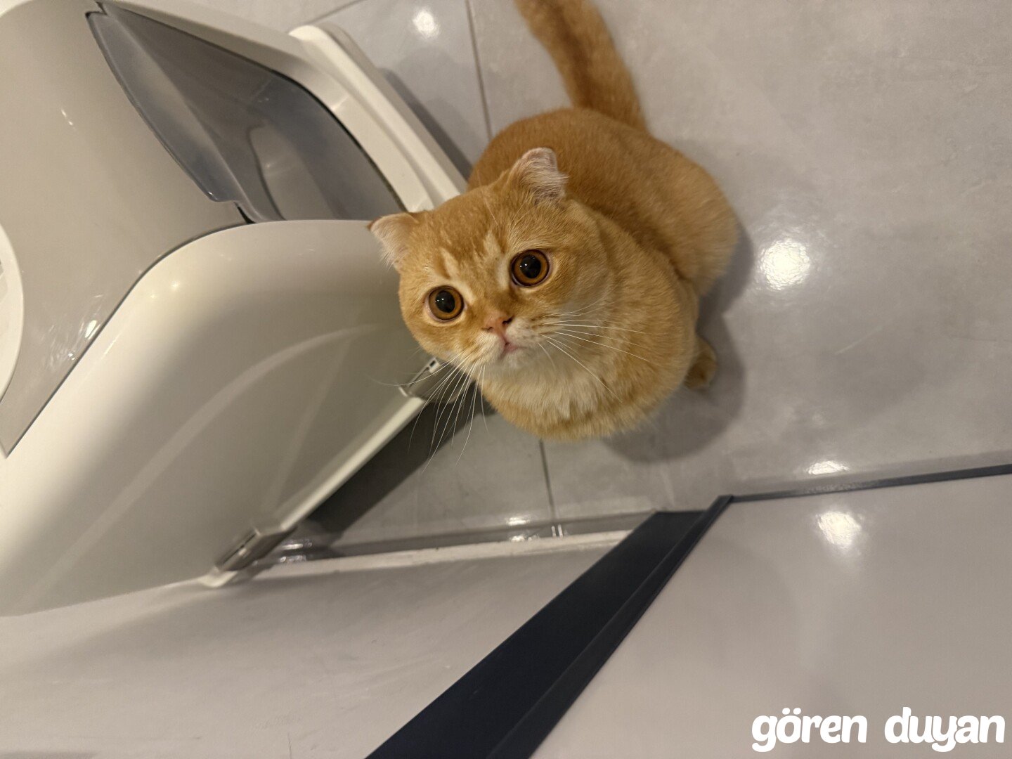 Sahibi Aranıyor: Kedi (16.10.2026)