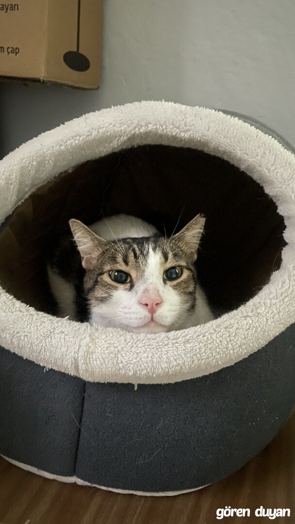 Kayıp kedi-İzmir Bayraklı Tepekule