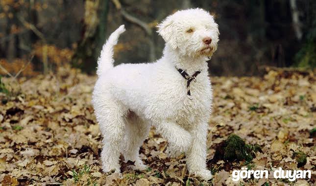 Kayıp köpek Sakarya serdivan Beşköprü 5 bin ikram