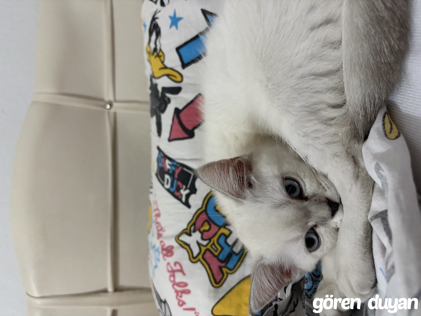 MANISA YUNUSEMRE KAYIP KEDI