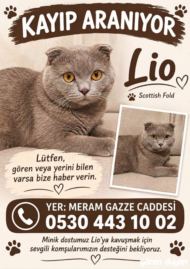 Kayıp kedi
