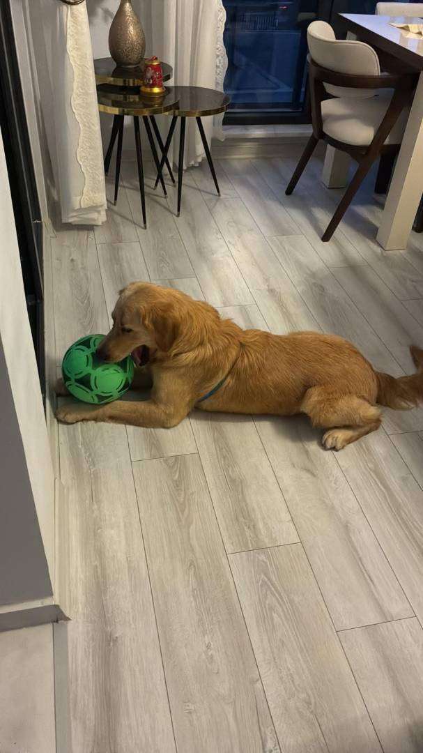 Golden retriever kayıp köpek