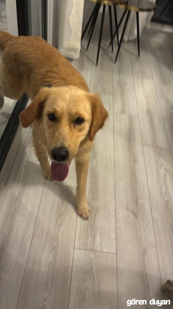 Kayıp köpek Trabzon vakfıkrbirde kaybolmuştur