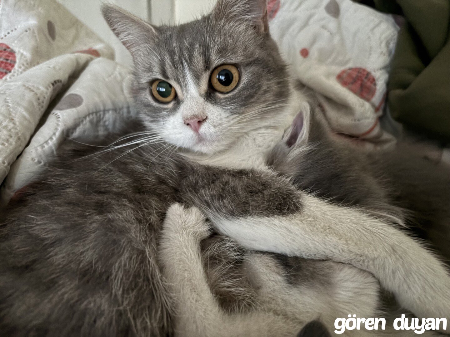 Kayıp Kedi Nevşehir Merkez