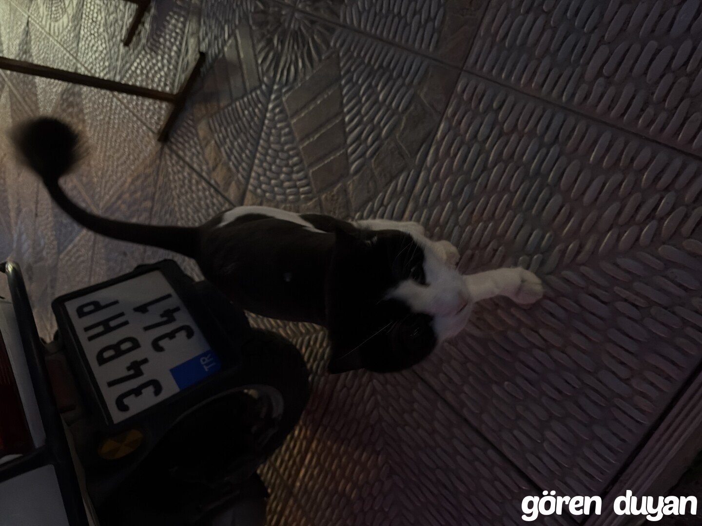 Sahibi Aranıyor: Kedi (18.10.2026)