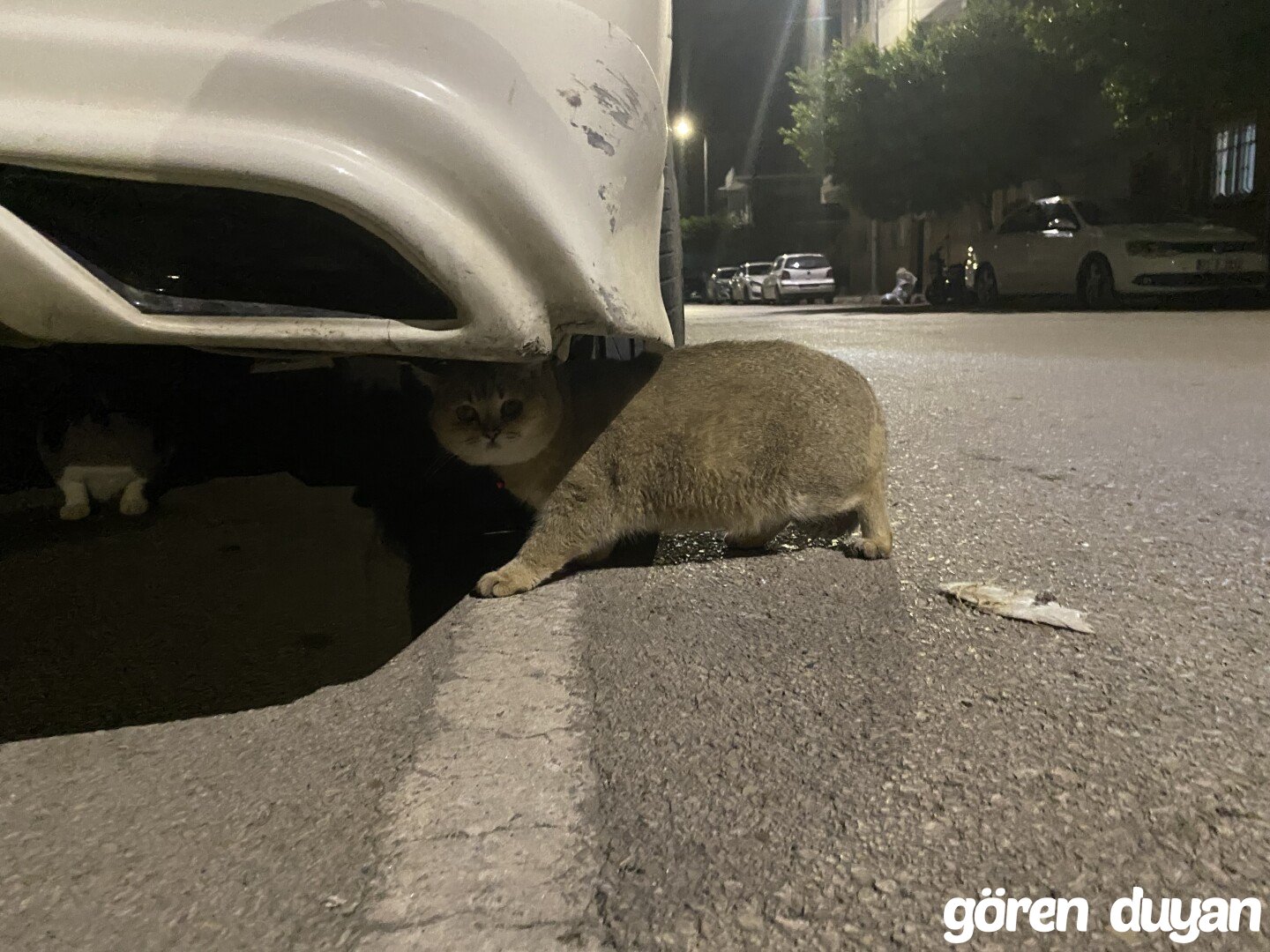 Sahibi Aranıyor: Kedi (18.10.2026)