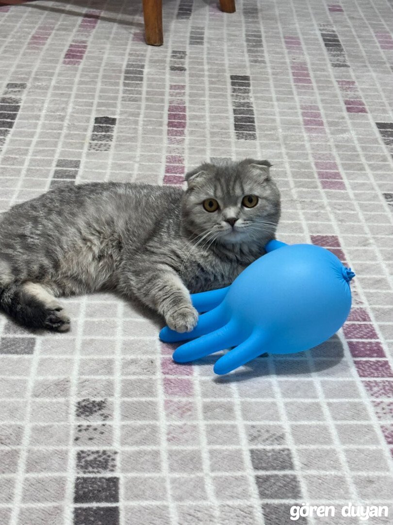 Kayıp Kedi (18.10.2026)