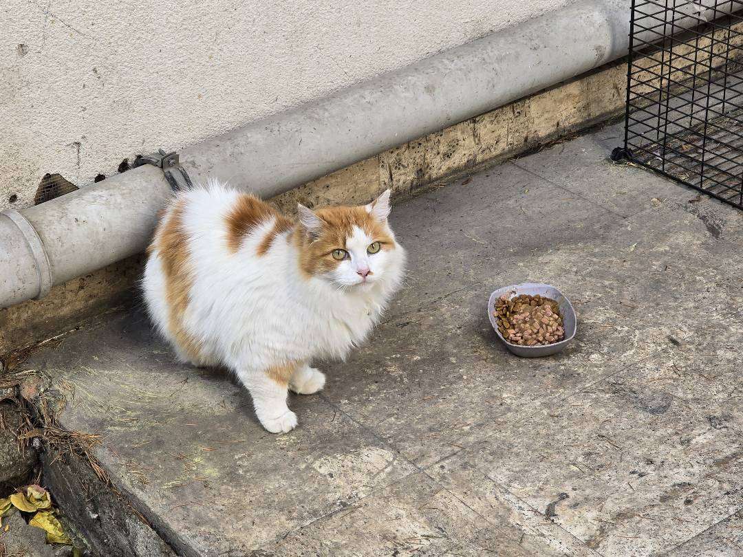 Bahcede Gorulen Kedi