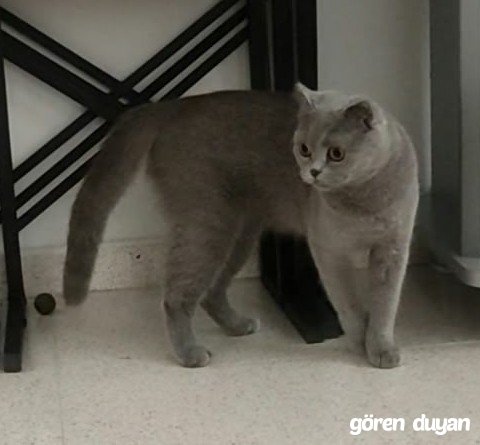 Kayıp Kedi (19.10.2026)