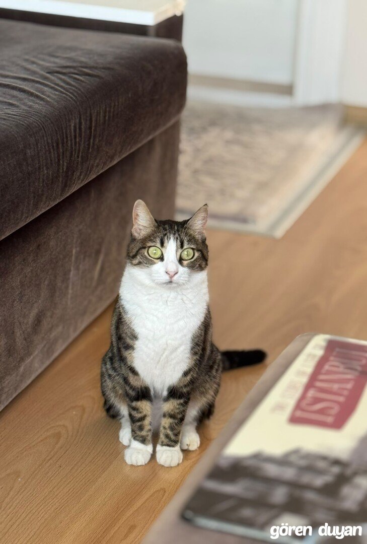 Kayıp Kedi Zencefil 13 ekim salıdan beri kayıp Başakşehir 1.etap