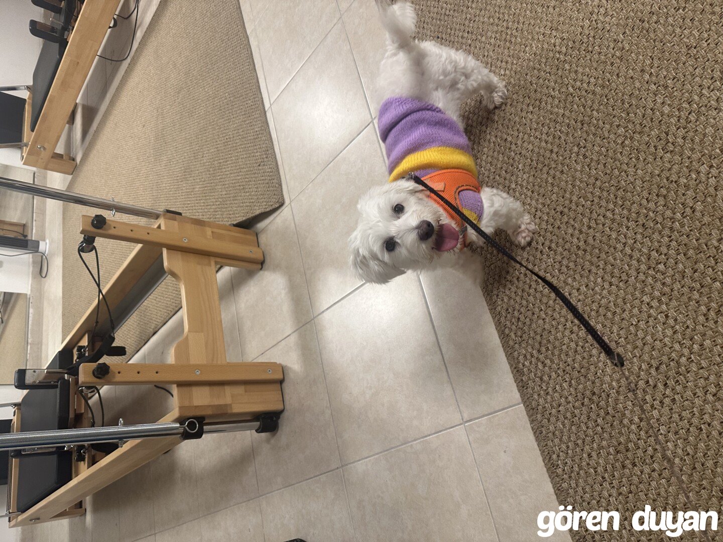 Kayıp kedi-göztepe/kadıköy