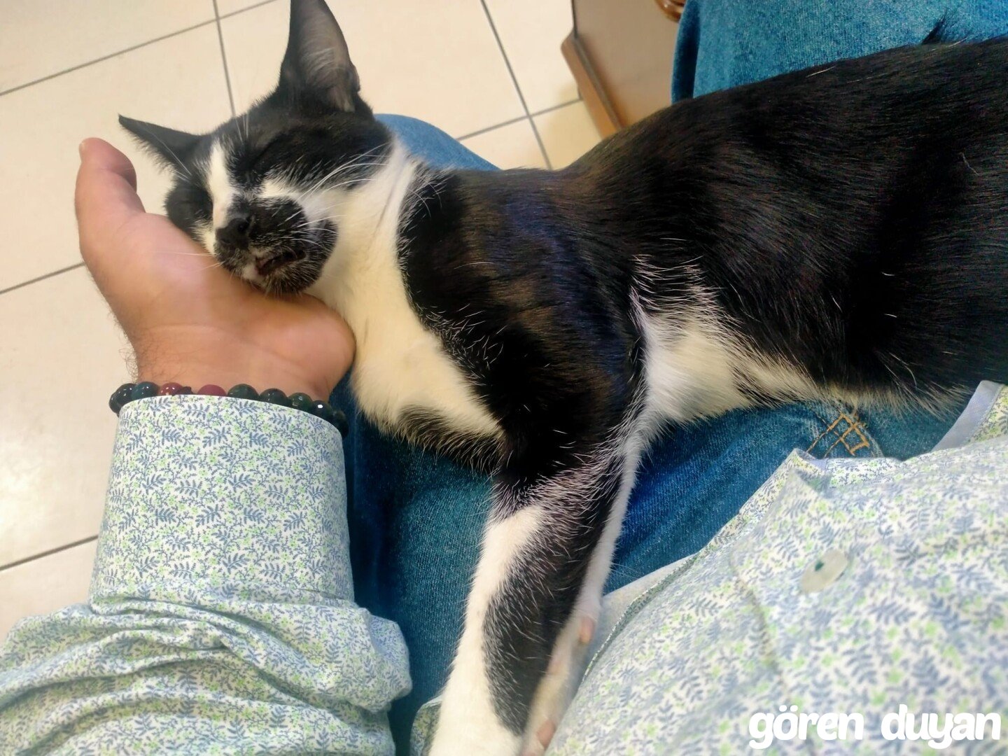 Kayıp Kedi - Kartaltepe mah./Ankara - Smokin - Erkek - 8 Aylık