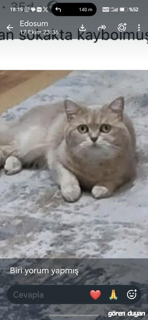 Kayıp Kedi (16.10.2026)