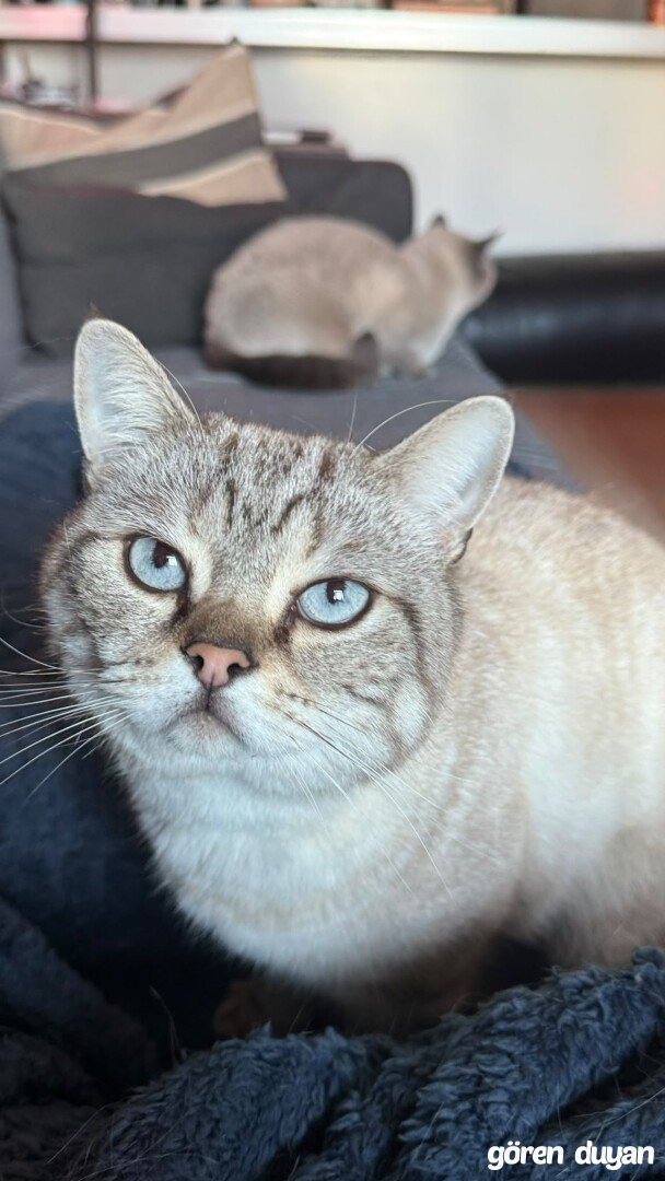 Kayıp Kedi - İstanbul - Ataşehir Kayıp Tarihi 13-10-20226