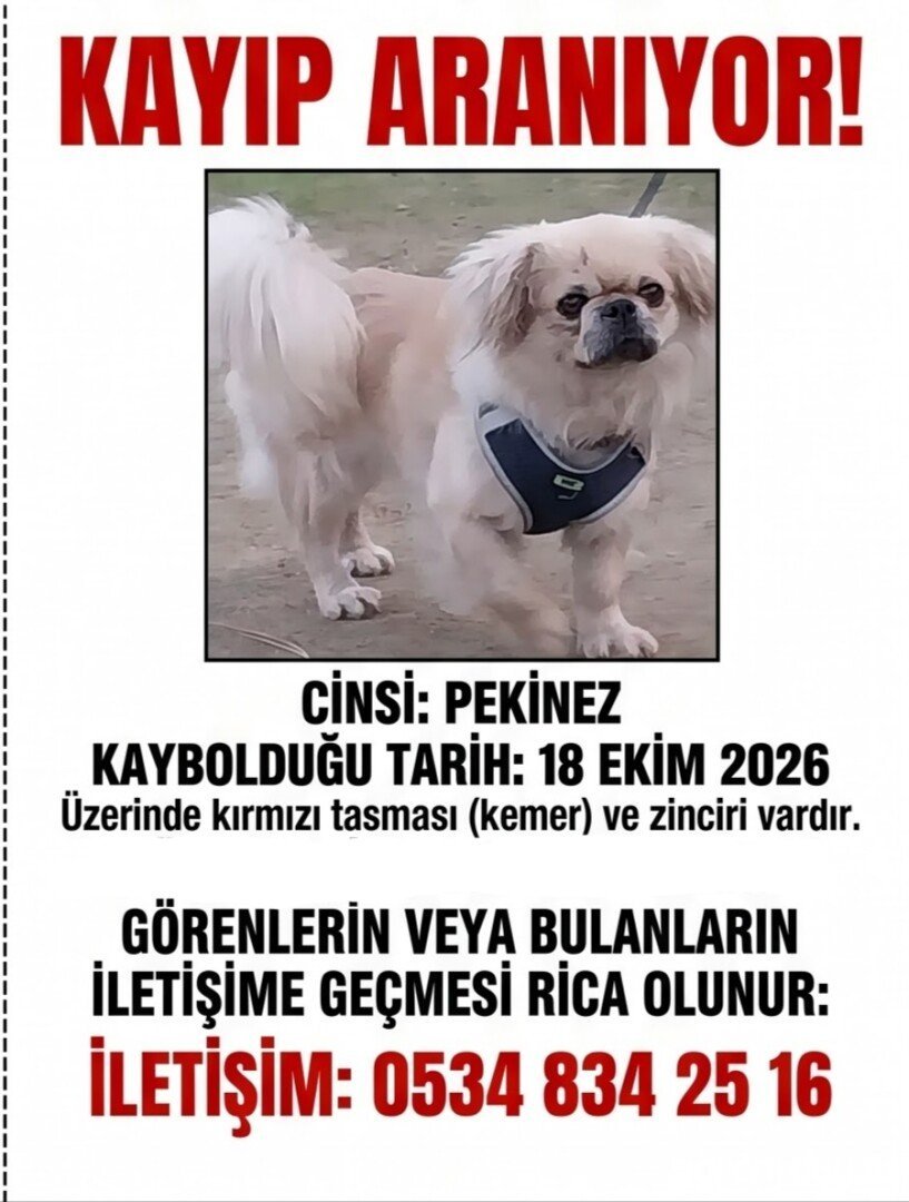 Kayıp pekinez köpek