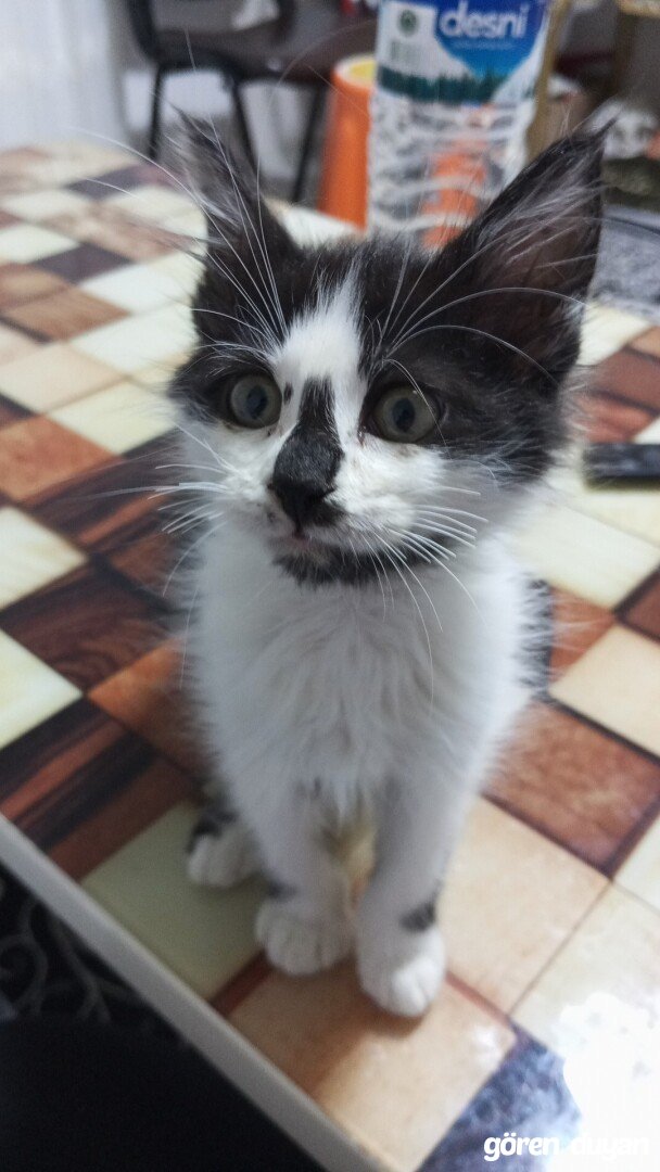Kayıp Kedi (17.10.2026)