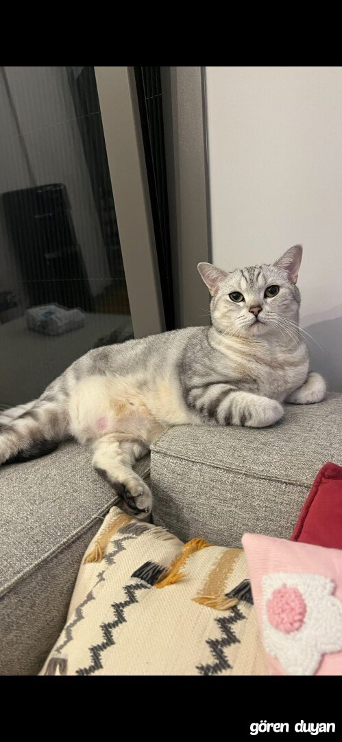 KAYIP KİLOLU KEDİ ACİL ÖDÜLLÜ ! - Datça