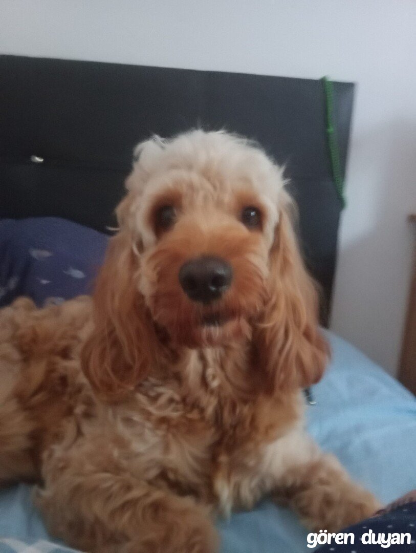 Kayıp Köpek (20.10.2026)