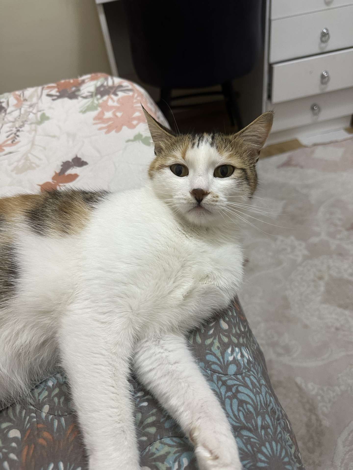 Kayıp kedi ilanı