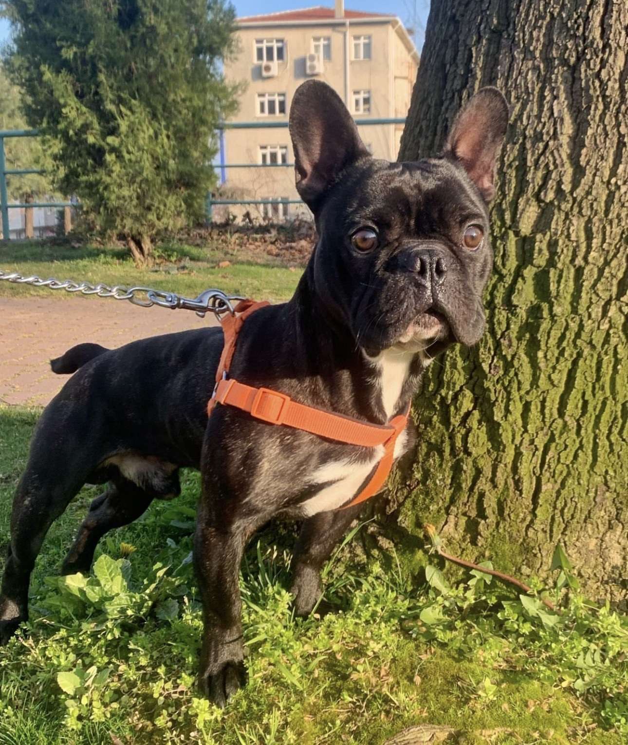 FRANSIZ BULLDOG KÖPEĞİM MAMBA KAYIP! ACİL!