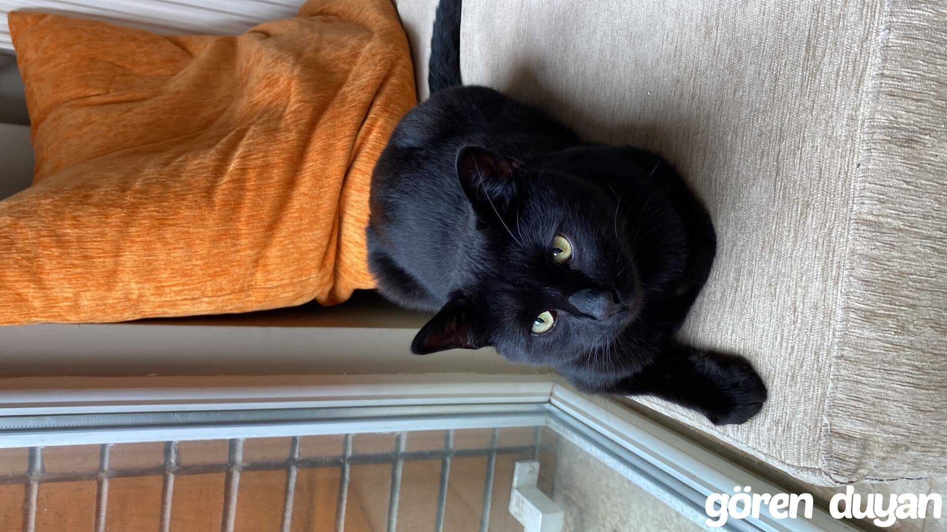 kayıp kedi eskişehir bağlar